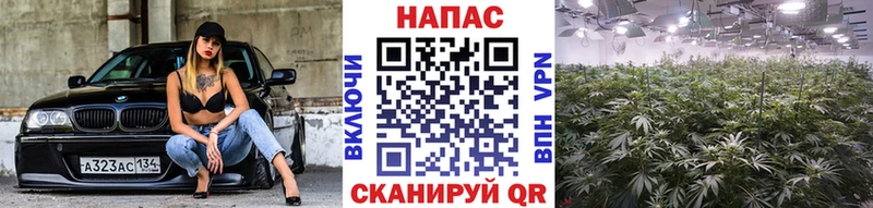 Конопля гибрид  Казань 